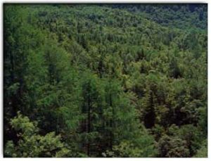 興部の森林の写真